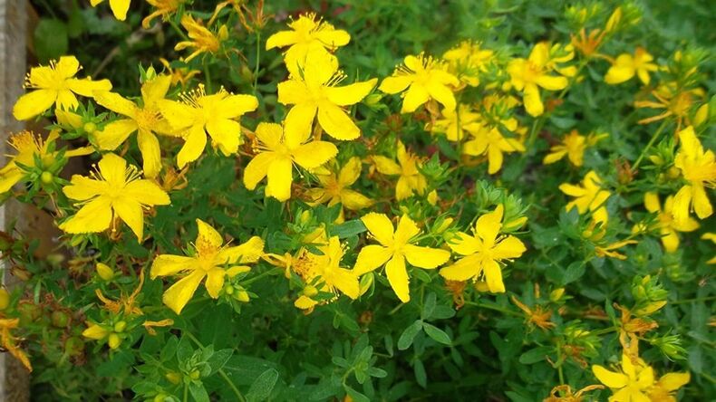 Naon Herbal Ngaronjatkeun Kotak